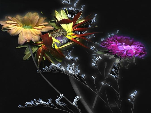 Still Life: Flora Nocturne